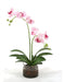 Distinctive Designs Home Decor White Purple Phalaenopsis Orchids In Glass Cylinder