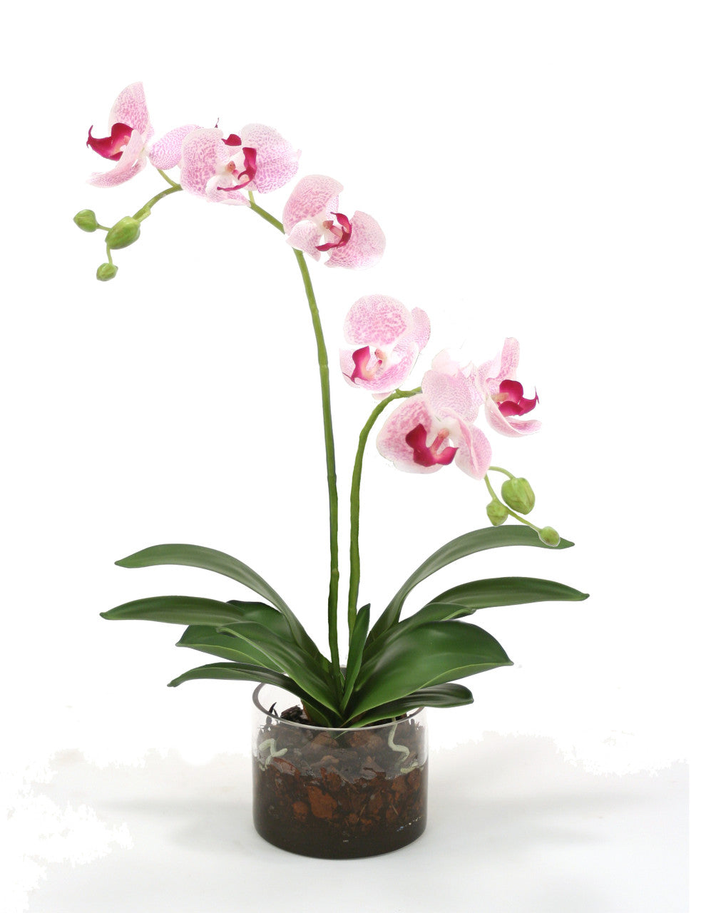 Distinctive Designs Home Decor White Purple Phalaenopsis Orchids In Glass Cylinder
