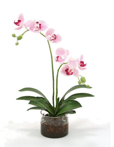 Distinctive Designs Home Decor White Purple Phalaenopsis Orchids In Glass Cylinder