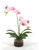 Distinctive Designs Home Decor White Purple Phalaenopsis Orchids In Glass Cylinder