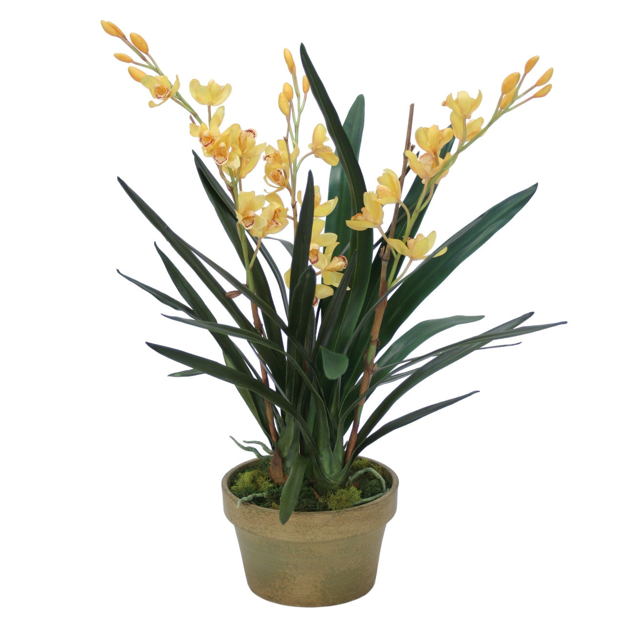 Distinctive Designs Yellow Cymbidium Orchids In Aged Pot