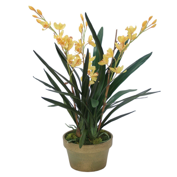 Distinctive Designs Yellow Cymbidium Orchids In Aged Pot