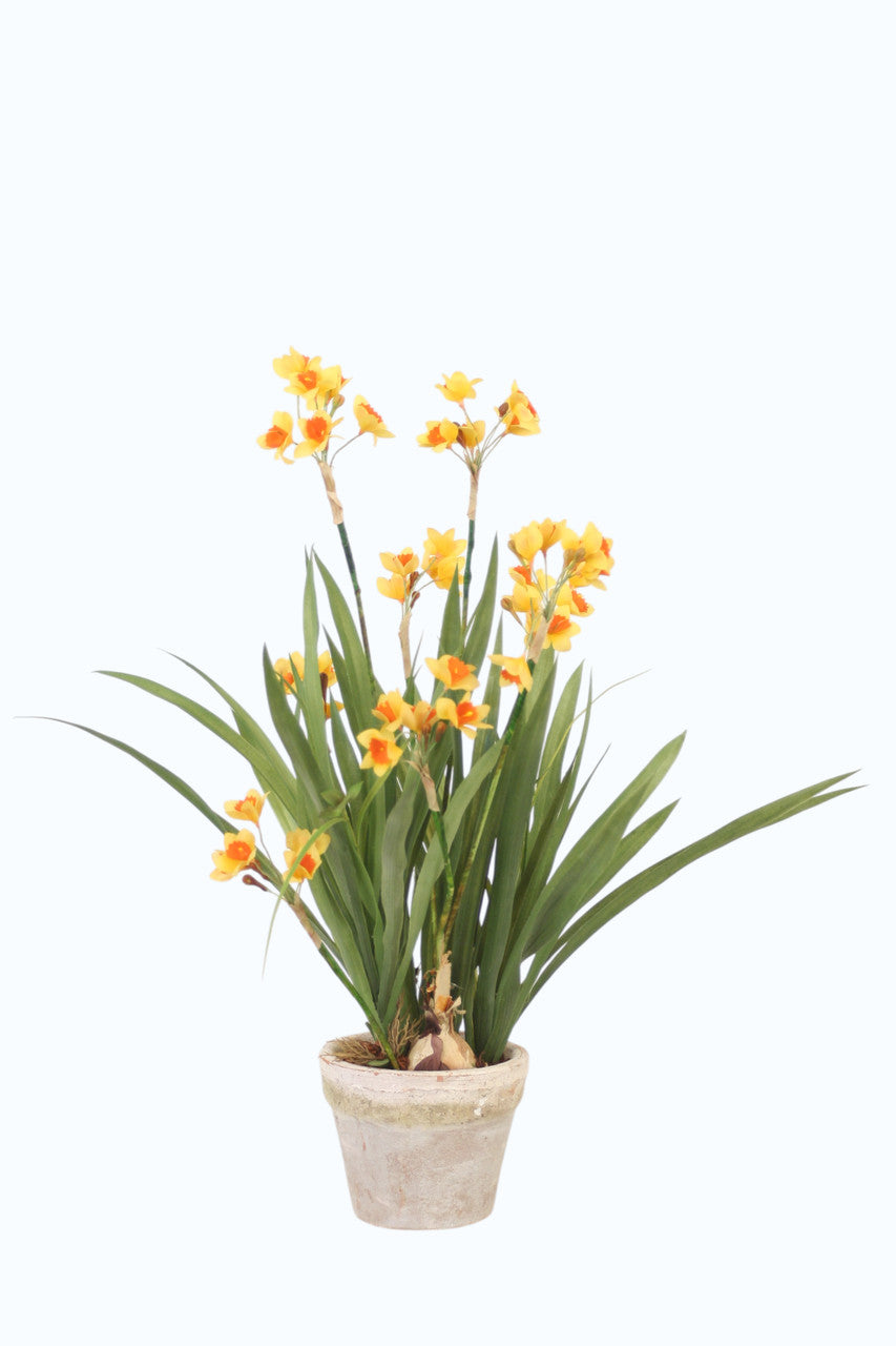 Distinctive Designs Yellow Narcissus In Small Sone Pot (Set Of 2)