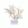 Legend of Asia Home Legend of Asia Branch Coral 10-12 Inch On Acrylic Base