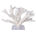Legend of Asia Home Legend of Asia Branch Coral 20 inch On Acrylic Base
