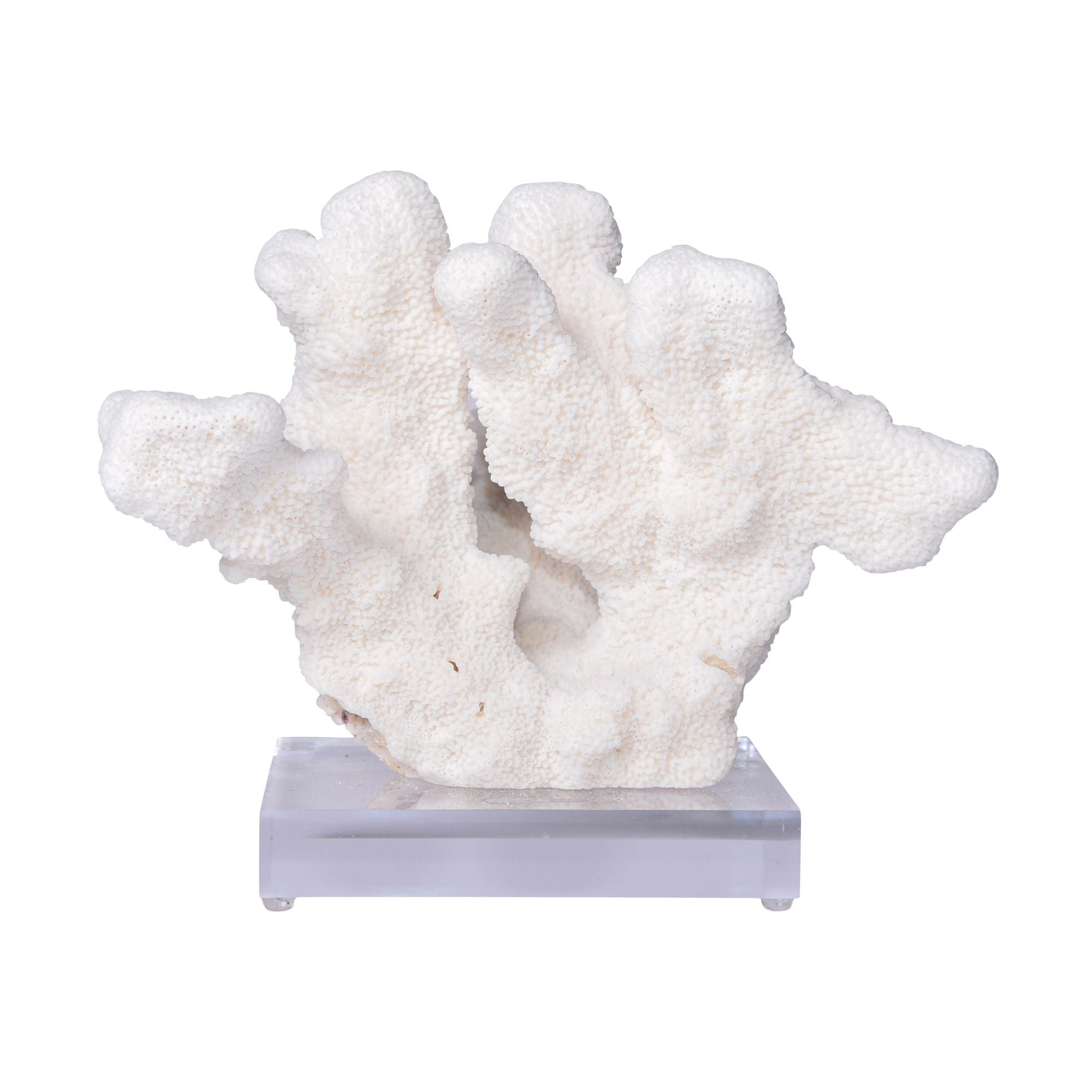 Legend of Asia Home Legend of Asia Catspaw Coral 10-12 Inch On Acrylic Base