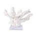 Legend of Asia Home Legend of Asia Catspaw Coral 12-15 Inch On Acrylic Base