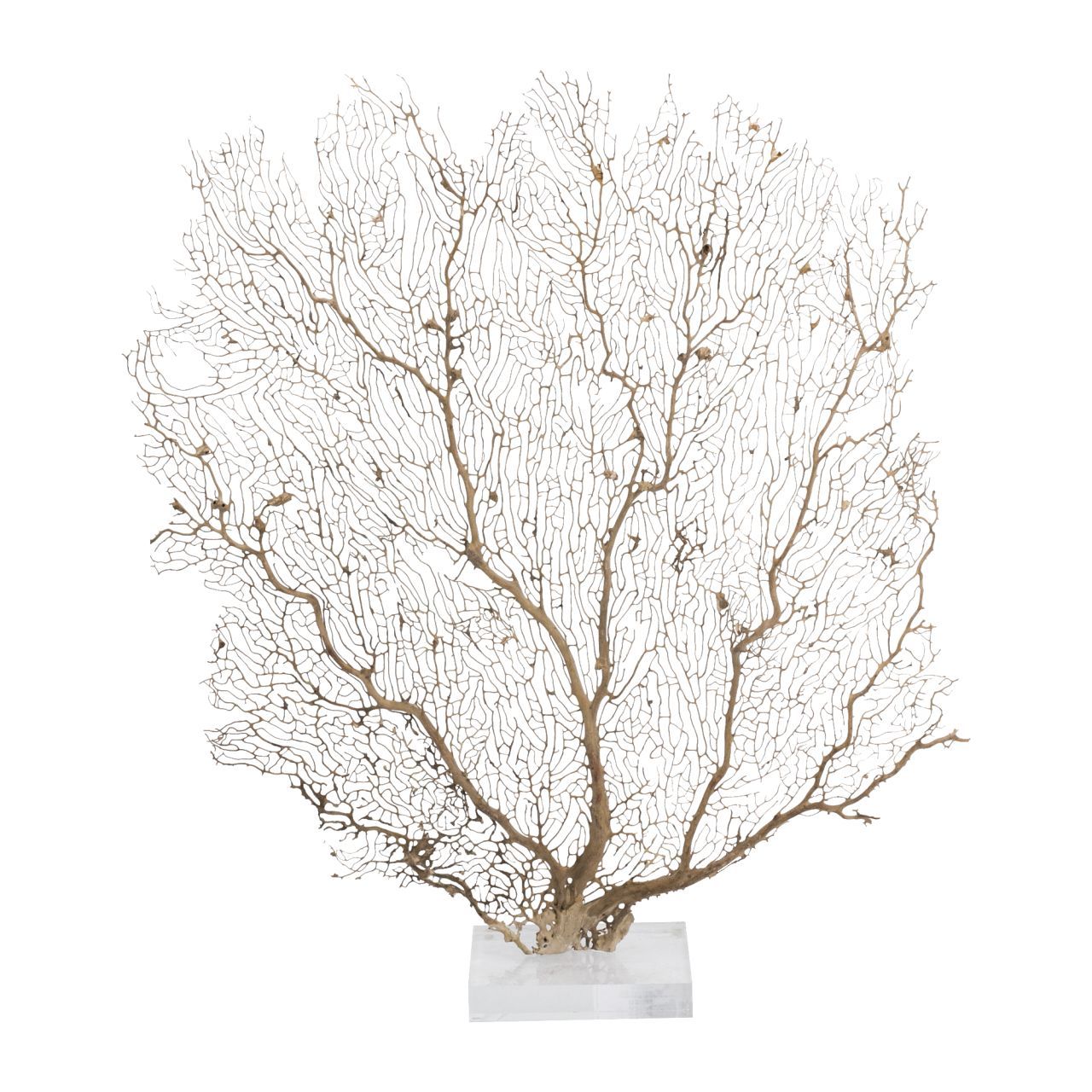 Legend of Asia Home Decor Legend of Asia Cream Seafan 25 30 In On Acrylic Base