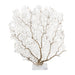 Legend of Asia Home Decor Legend of Asia Cream Seafan 25 30 In On Acrylic Base