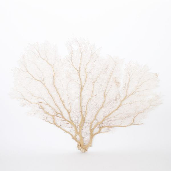 Legend of Asia Home Decor Legend of Asia Cream Seafan 30 35 In