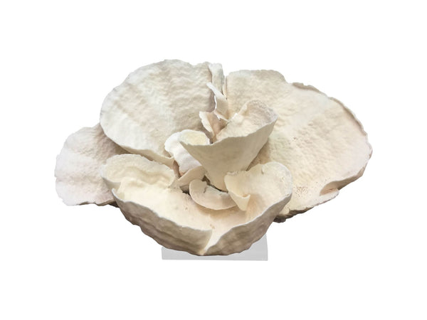 Legend of Asia Home Decor Legend of Asia Cup Coral Creation On Acrylic Base S