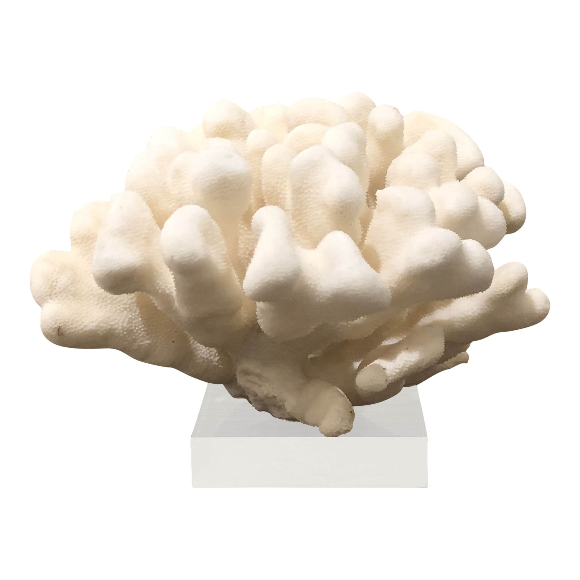 Legend of Asia Home Decor Legend of Asia Elkhorn Coral Pacific 10-12 Inch On Acrylic Base