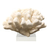 Legend of Asia Home Decor Legend of Asia Elkhorn Coral Pacific 10-12 Inch On Acrylic Base