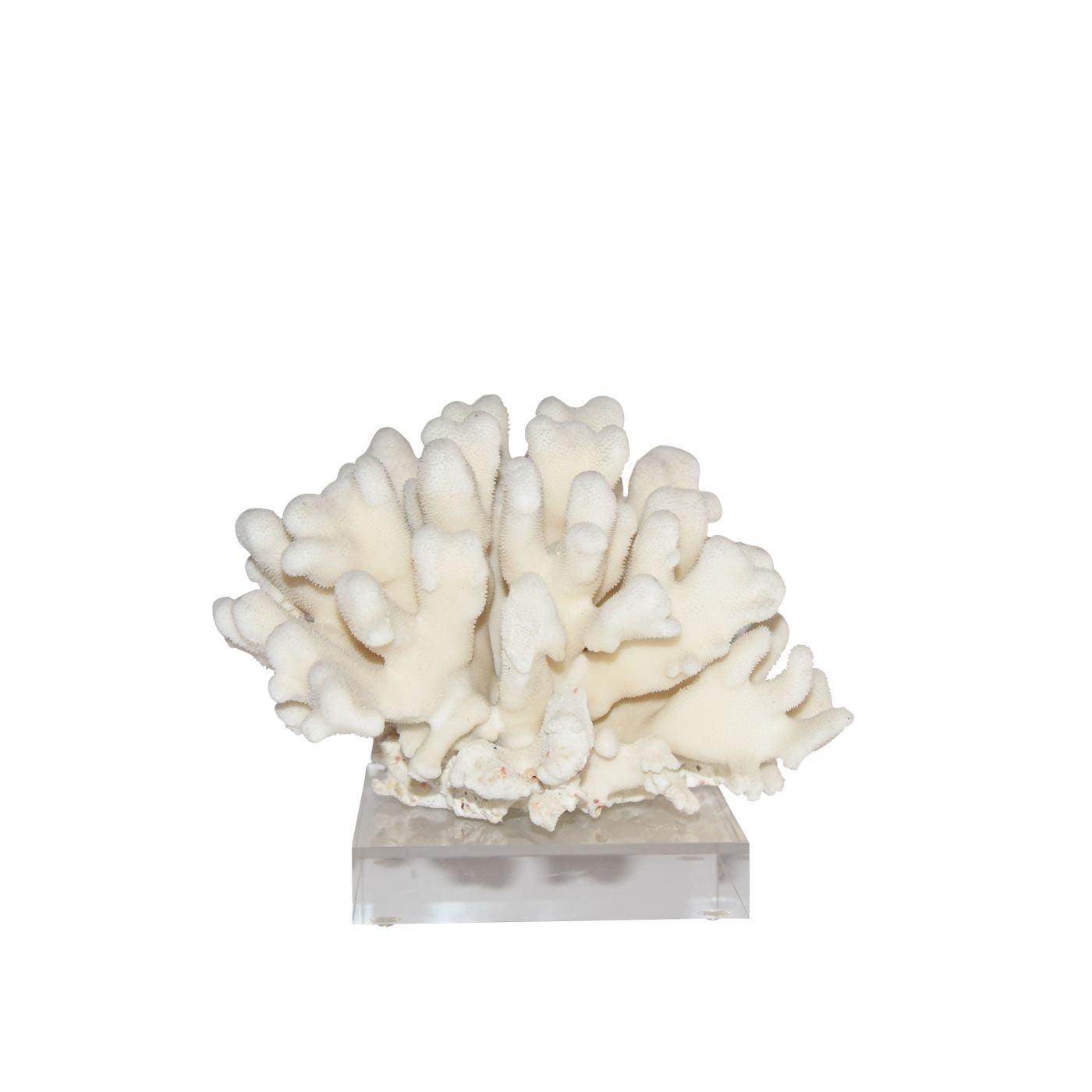 Legend of Asia Home Legend of Asia Elkhorn Coral Pacific 7-10 Inch On Acrylic Base