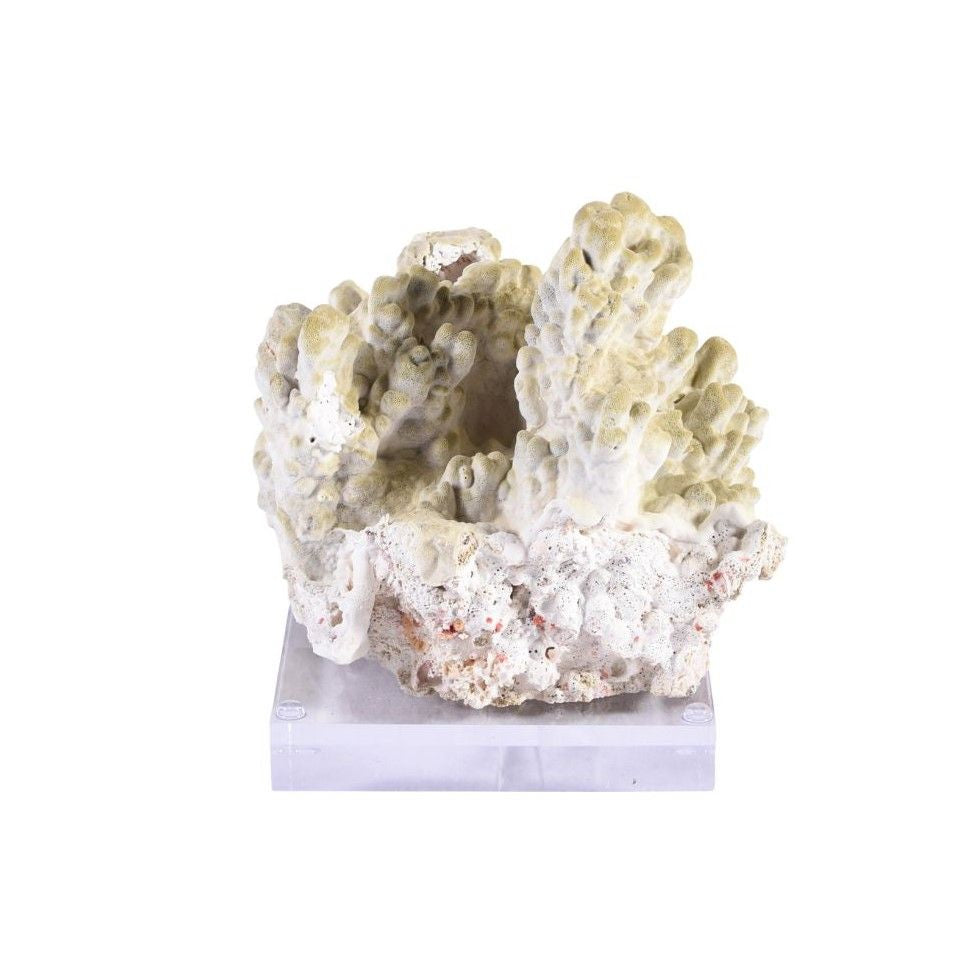 Legend of Asia Home Decor Legend of Asia Green Fire Slab Coral 7-10 Inch On Acrylic Base