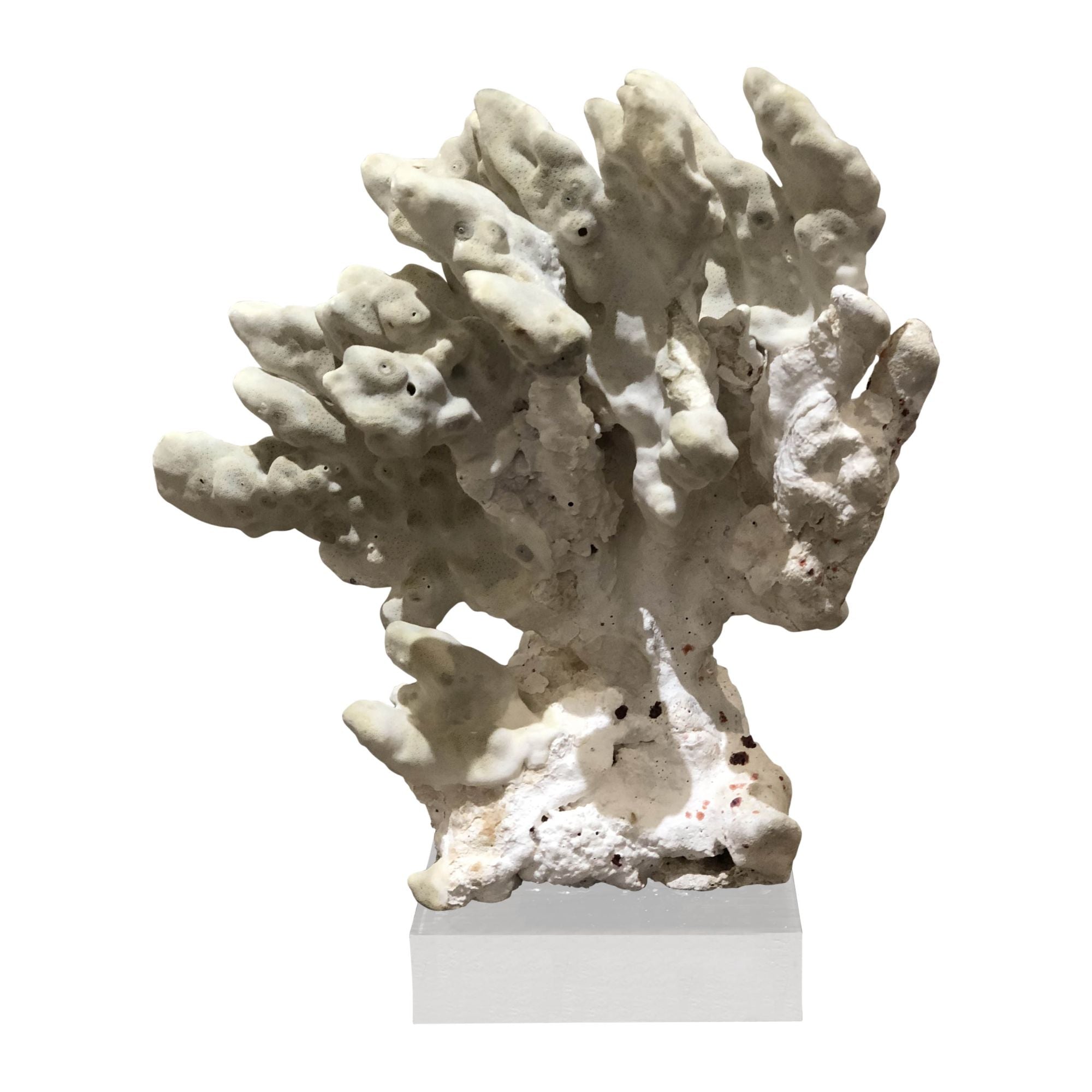 Legend of Asia Home Decor Legend of Asia Green Fire Slab Coral 7-10 Inch On Acrylic Base
