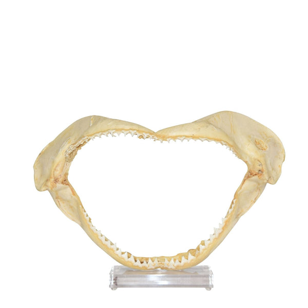 Legend of Asia Home Decor Legend of Asia Shark Jaw 14 15 On Acrylic Base