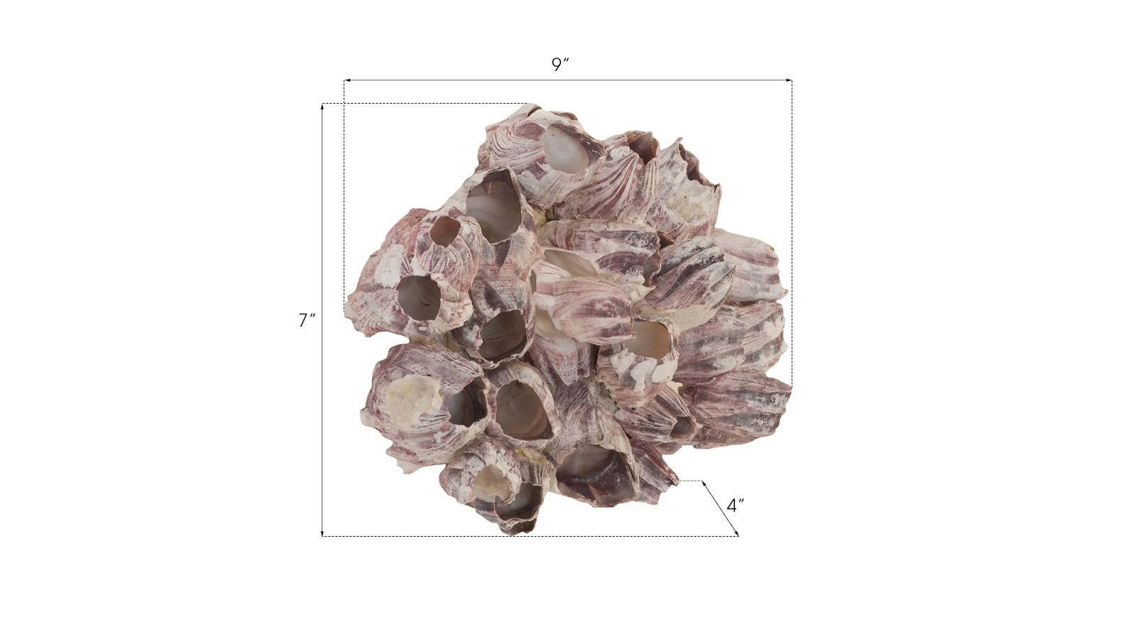Phillips Collection Home Phillips Collection Barnacle Cluster Wall Art, LG