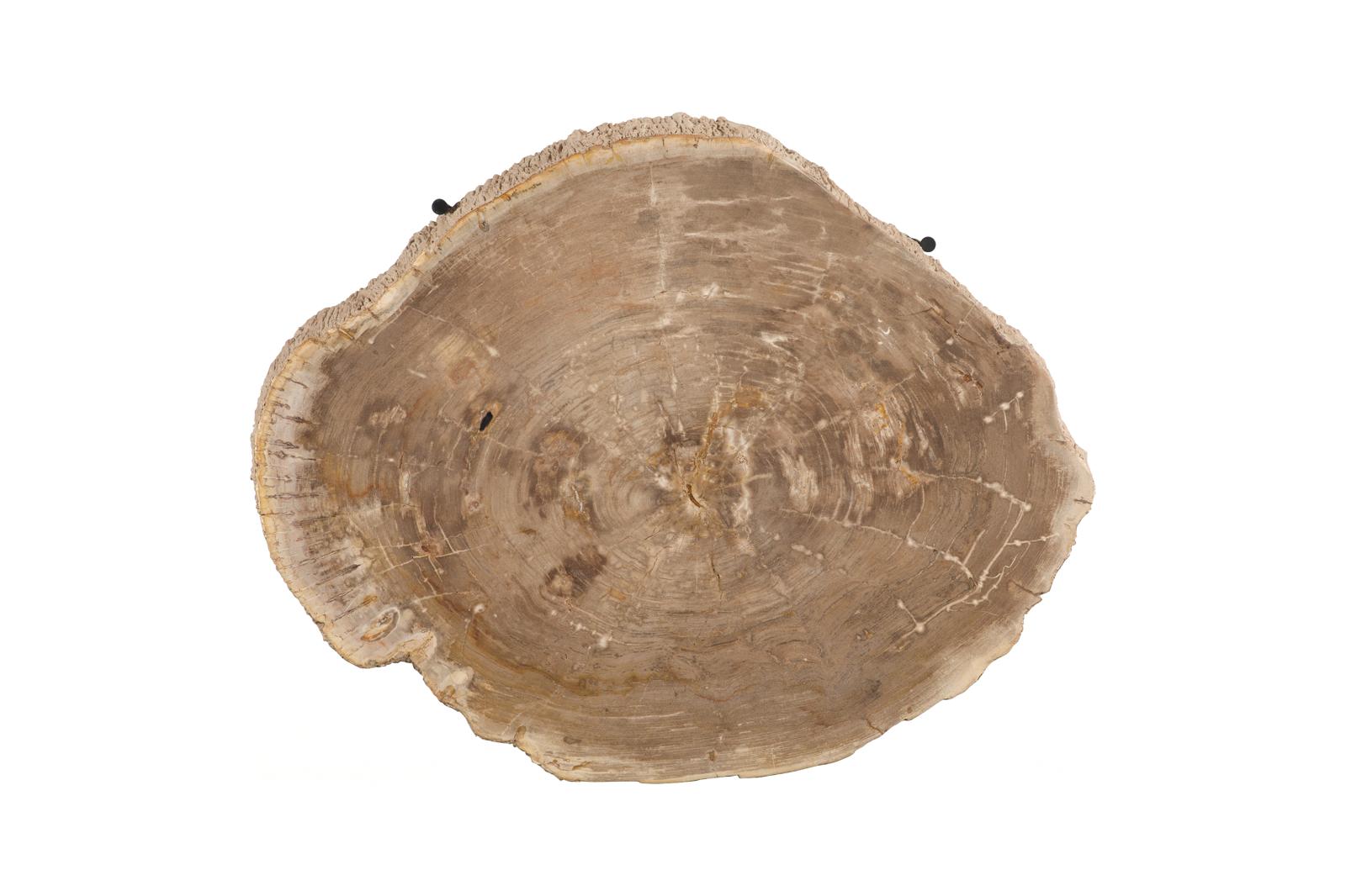 Phillips Collection Home Decor Phillips Collection Chaka Petrified Coffee Table, Cream, With Black Legs