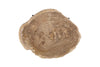 Phillips Collection Home Decor Phillips Collection Chaka Petrified Coffee Table, Cream, With Black Legs