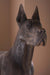 Phillips Collection Home Decor Phillips Collection Great Dane, Standing, Bronze