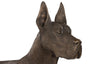Phillips Collection Home Decor Phillips Collection Great Dane, Standing, Bronze