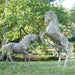 Phillips Collection Home Oversized LTL - Rate to be Quoted Phillips Collection Horse Pipe Sculpture, Rearing, Stainless Steel