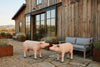 Phillips Collection Home Decor Phillips Collection Pig Sculpture, Standing, Gel Coat