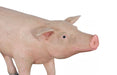 Phillips Collection Home Decor Phillips Collection Pig Sculpture, Standing, Gel Coat