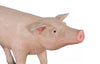 Phillips Collection Home Decor Phillips Collection Pig Sculpture, Standing, Gel Coat