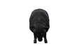 Phillips Collection Home Phillips Collection Sheep Sculpture, Gel Coat Black