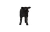Phillips Collection Home Decor Phillips Collection Texelaar Sheep, Lamb, Gel Coat Black
