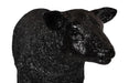 Phillips Collection Home Decor Phillips Collection Texelaar Sheep, Lamb, Gel Coat Black