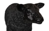 Phillips Collection Home Decor Phillips Collection Texelaar Sheep, Lamb, Gel Coat Black