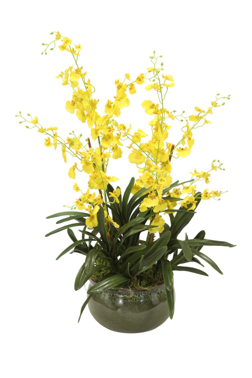 ShopTheAddison Yellow Oncidium Orchids Mixed With Succulents In Green Garden Pot