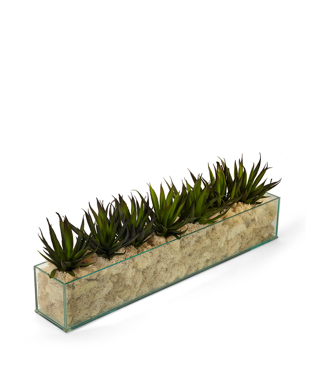T&C Floral Company Home Decor Cream Agave in Rectangular Glass