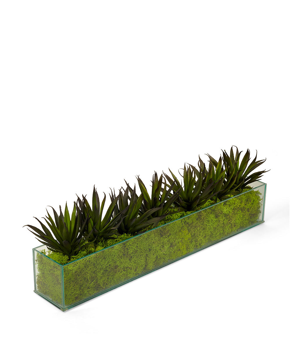 T&C Floral Company Home Decor Green Agave in Rectangular Glass