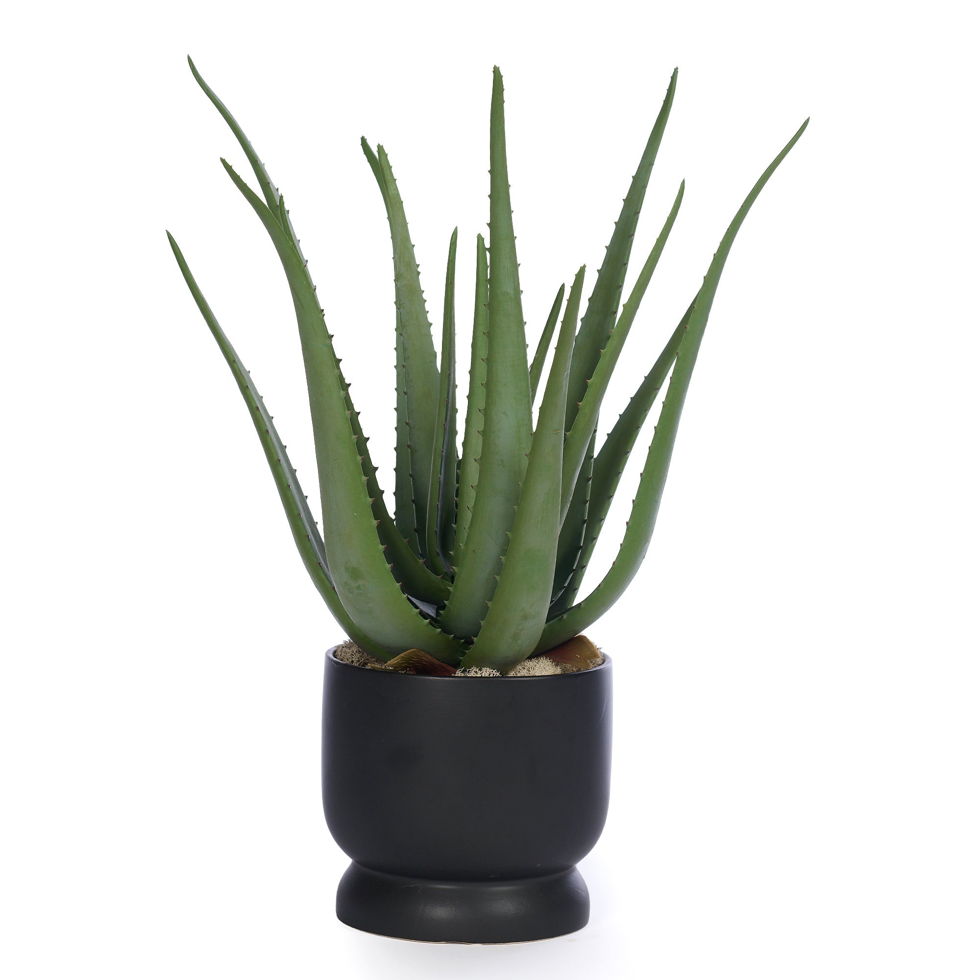 T&C Floral Company Home Decor Aloe in Black Ceramic Pot
