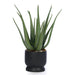 T&C Floral Company Home Decor Aloe in Black Ceramic Pot