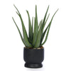 T&C Floral Company Home Decor Aloe in Black Ceramic Pot