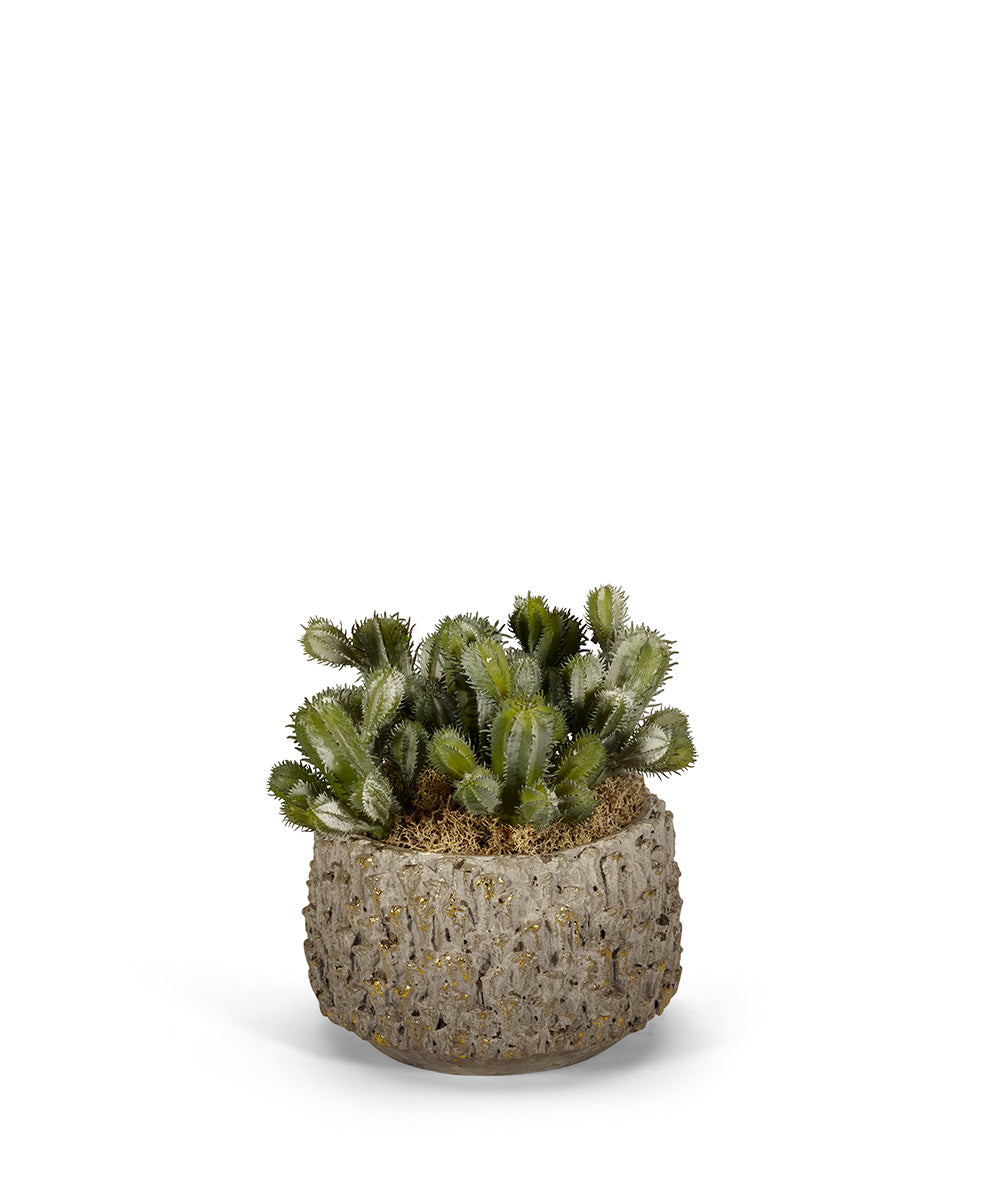 T&C Floral Company Home Decor Baby Cactus in Clay Polished Container