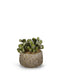 T&C Floral Company Home Decor Baby Cactus in Clay Polished Container