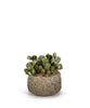 T&C Floral Company Home Decor Baby Cactus in Clay Polished Container
