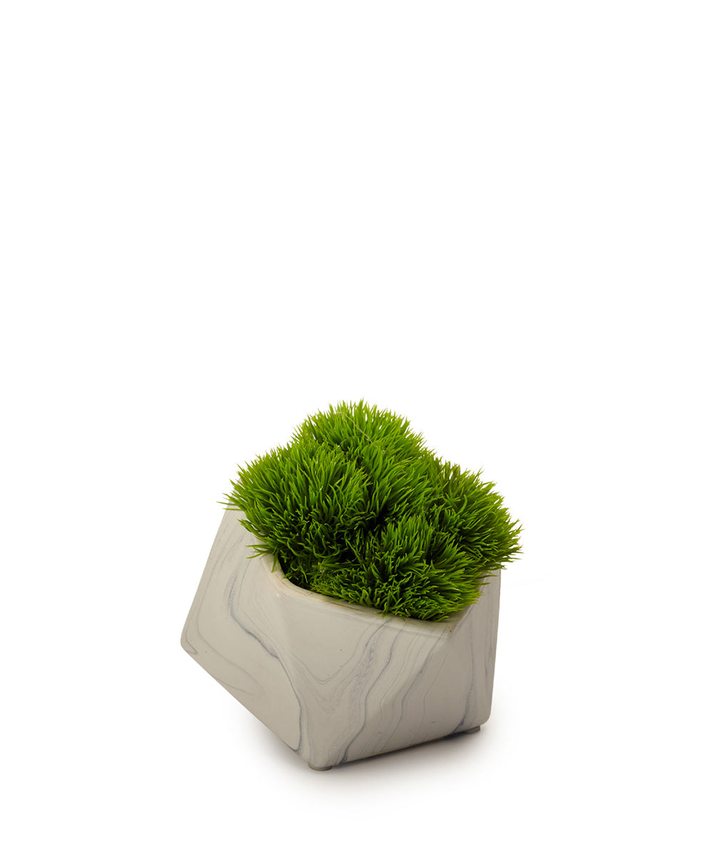 T&C Floral Company Home Decor Baby Grass Succulent
