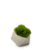 T&C Floral Company Home Decor Baby Grass Succulent