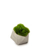 T&C Floral Company Home Decor Baby Grass Succulent
