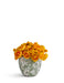 T&C Floral Company Home Decor Baby Ranunculus in Green & White Floral Vase Yellow