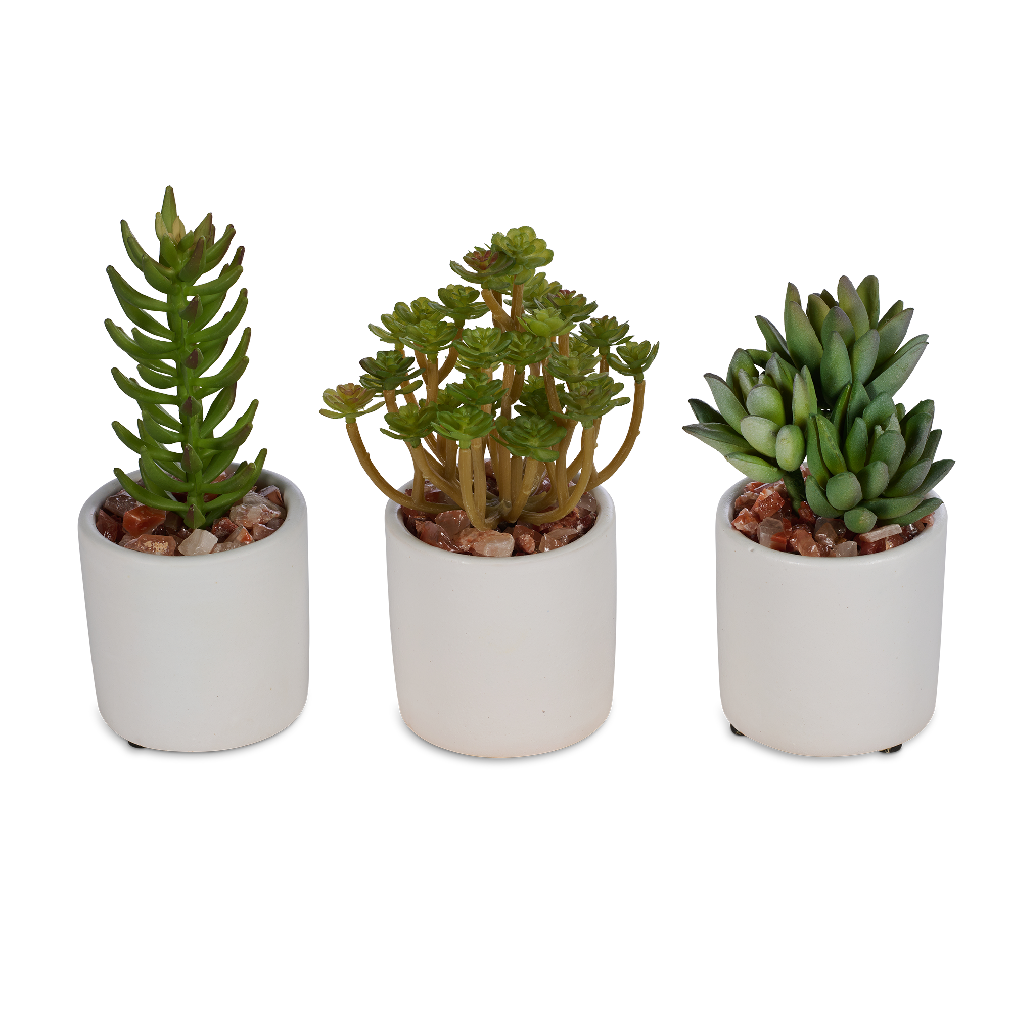 T&C Floral Company Home Decor Baby Succulent Trio in White Ceramic Container