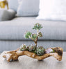 T&C Floral Company Home Decor Baby Wood Log with Sedum