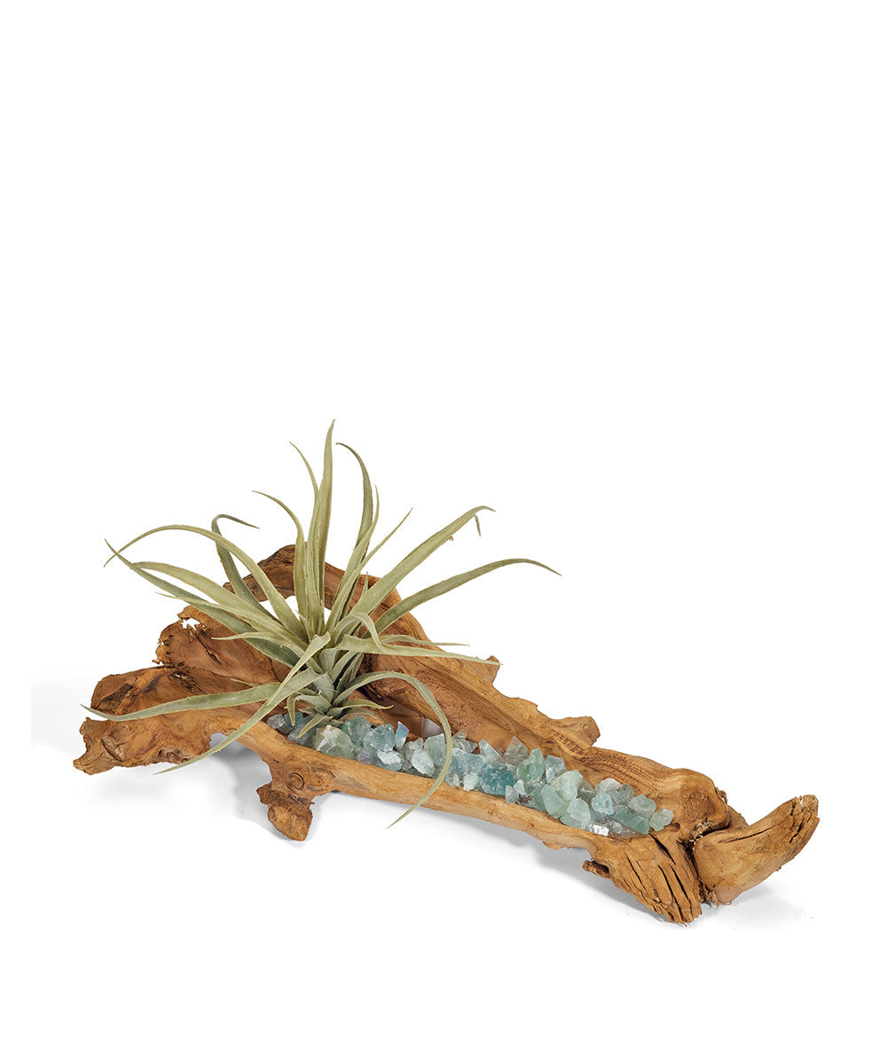 T&C Floral Company Home Decor Fluorite Baby Wooden Log with Succulents & Stones